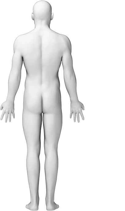 인체 후면 부위 다이어그램